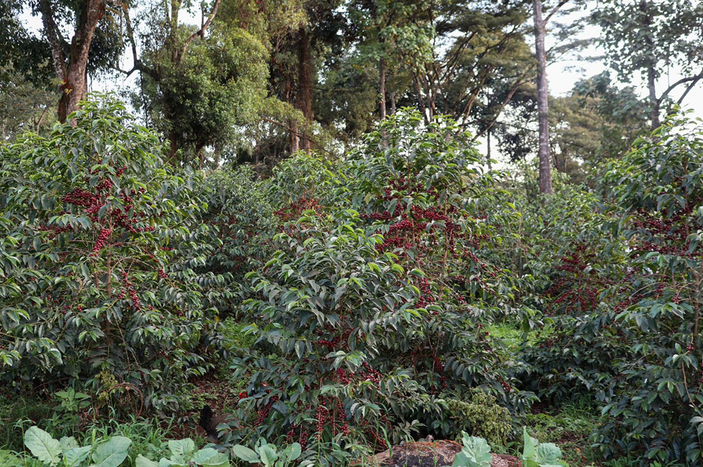 Steam Brothers Coffee